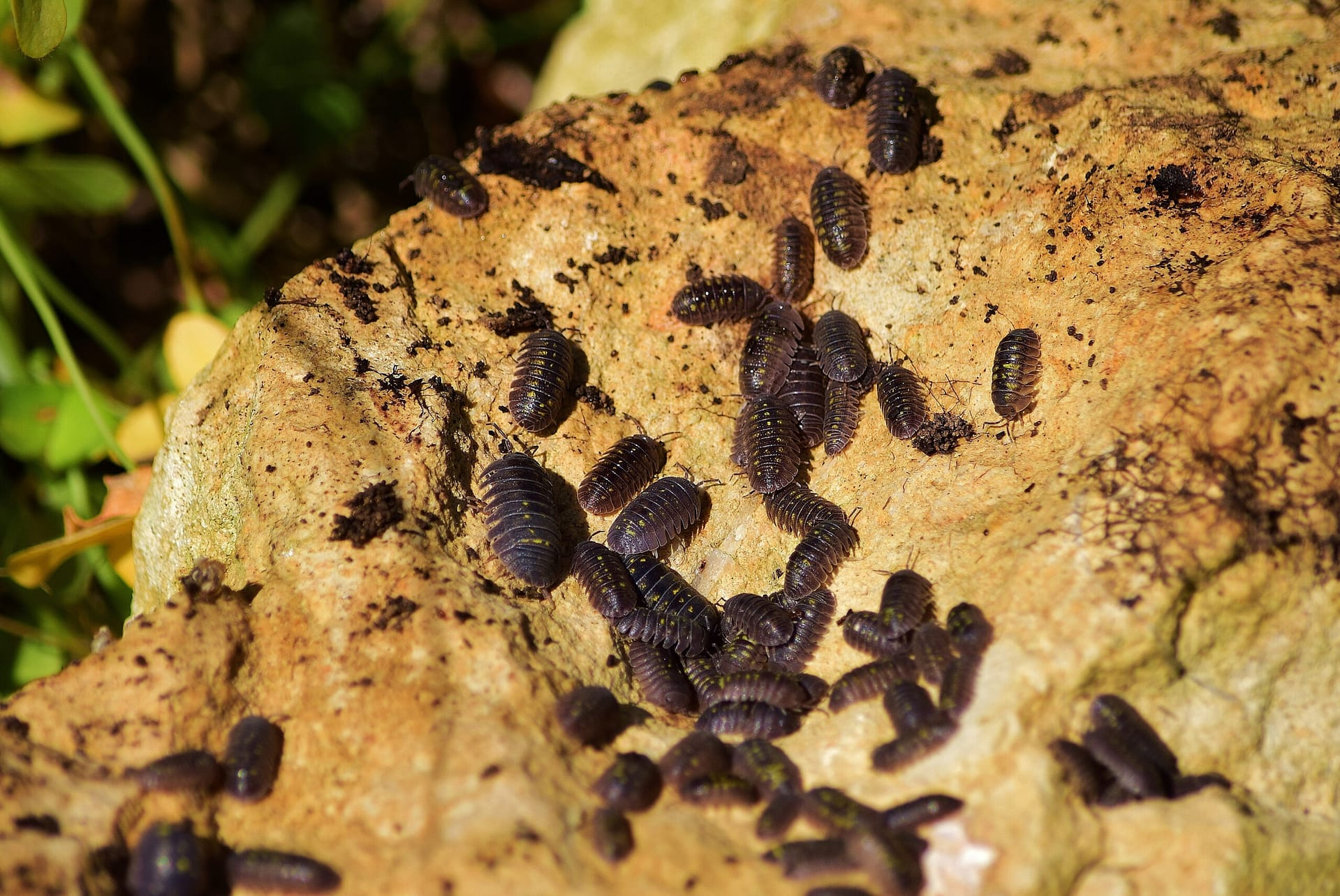 Closeup shot of a colony of woodlice on a rock in the Maltese countryside Reliable 24/7 Home Pest Control Services Near Me